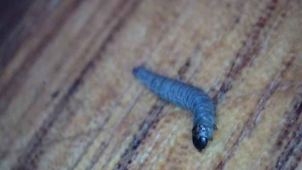 Aspilapteryx tringipennella - Larva -  1st April 2026 - Markham Vale, Seymour - Mark Radford