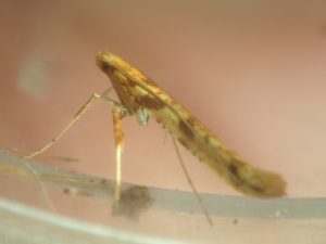 15.005 BF283Caloptilia betulicolaBirch Stilt