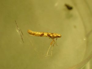 Caloptilia betulicola - 24th November 2025 - Lightwood, Buxton - Steve Orridge - Gen Det Steve Hind