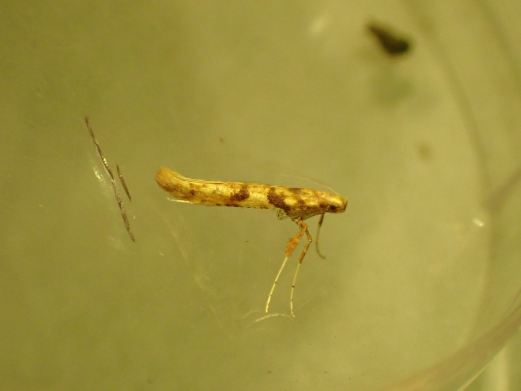 Caloptilia betulicola - 24th November 2025 - Lightwood, Buxton - Steve Orridge - Gen Det Steve Hind