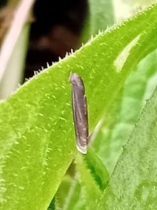 Coleophora paripennella - 1st April 2026 - Markham Vale Seymour - Mark Radford