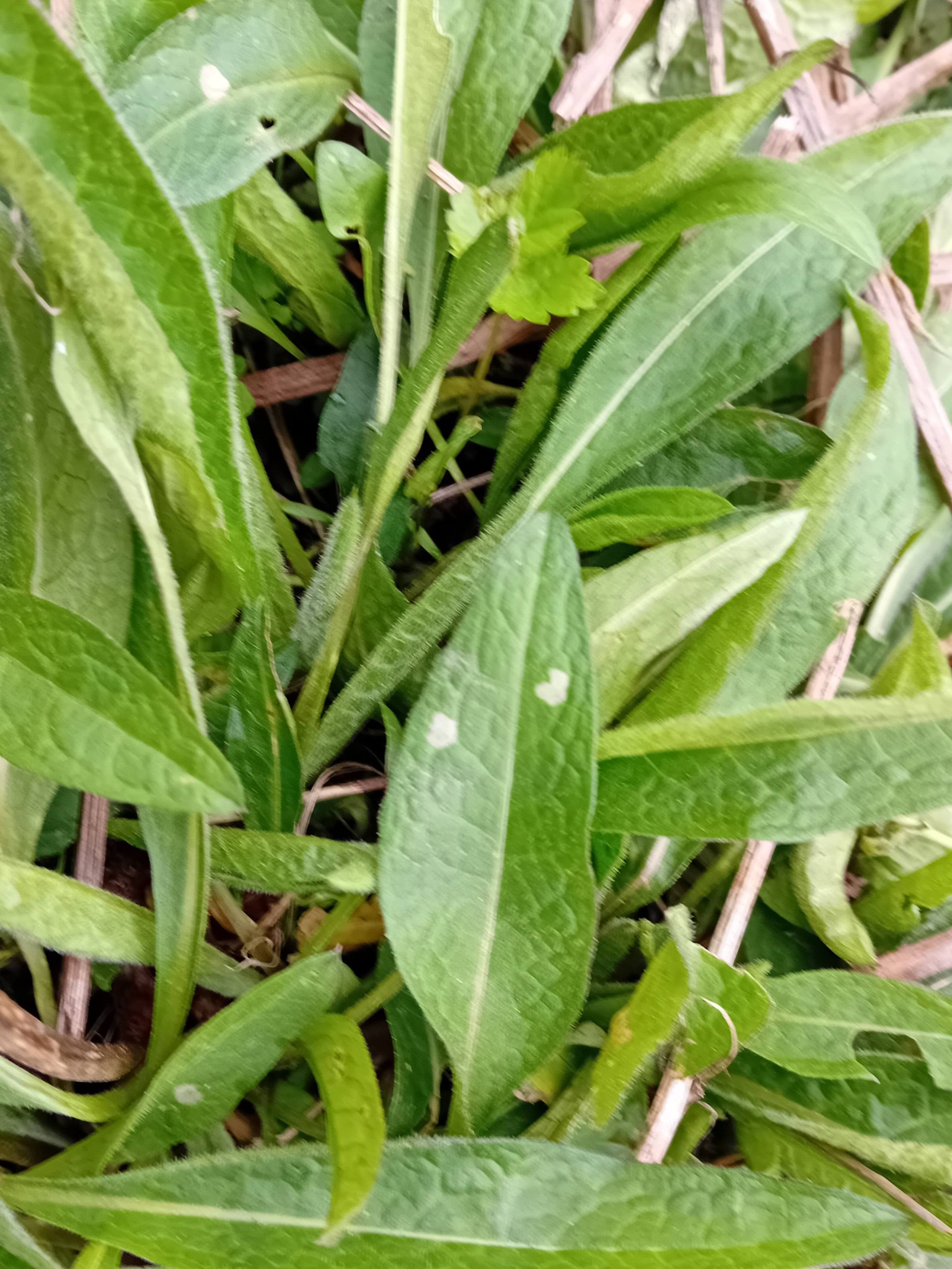 Coleophora paripennella - 1st April 2026 - Markham Vale Seymour - Mark Radford