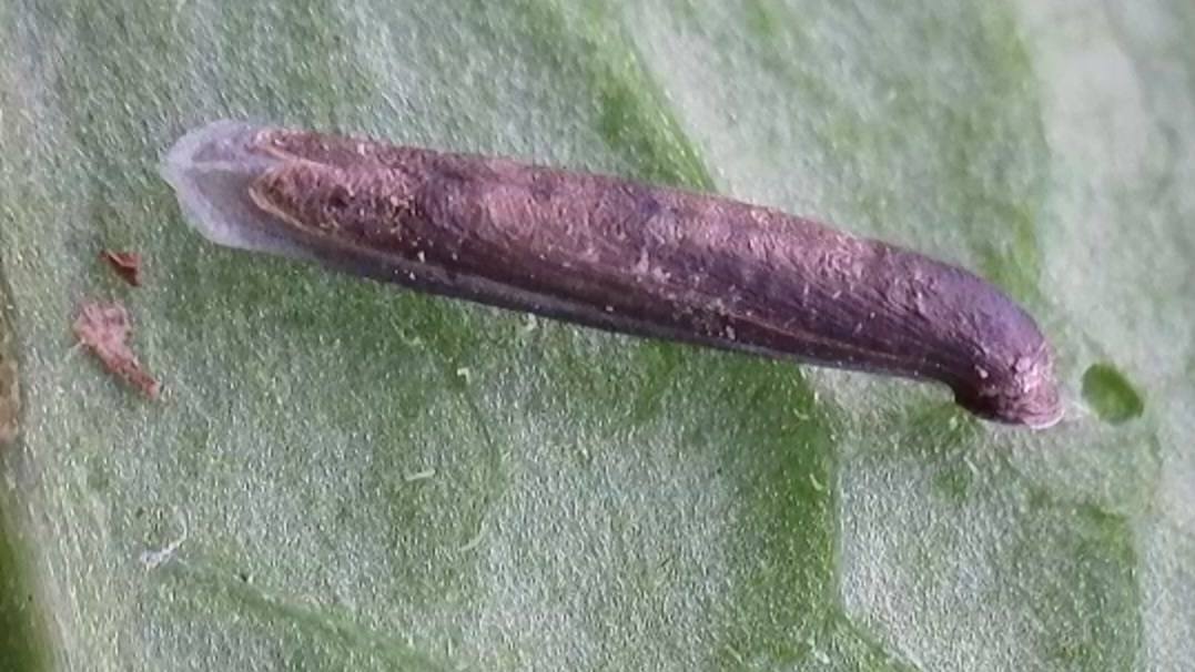 Coleophora paripennella - 1st April 2026 - Markham Vale Seymour - Mark Radford