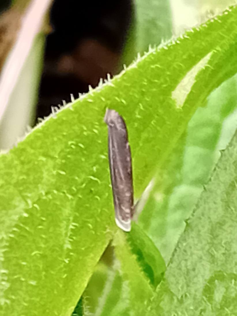 Coleophora paripennella - 1st April 2026 - Markham Vale Seymour - Mark Radford