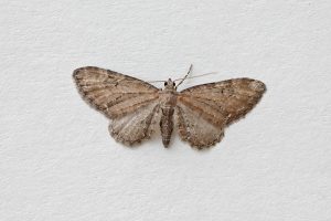 Common Pug - 16th April 2026 - Melbourne - Tony Davison