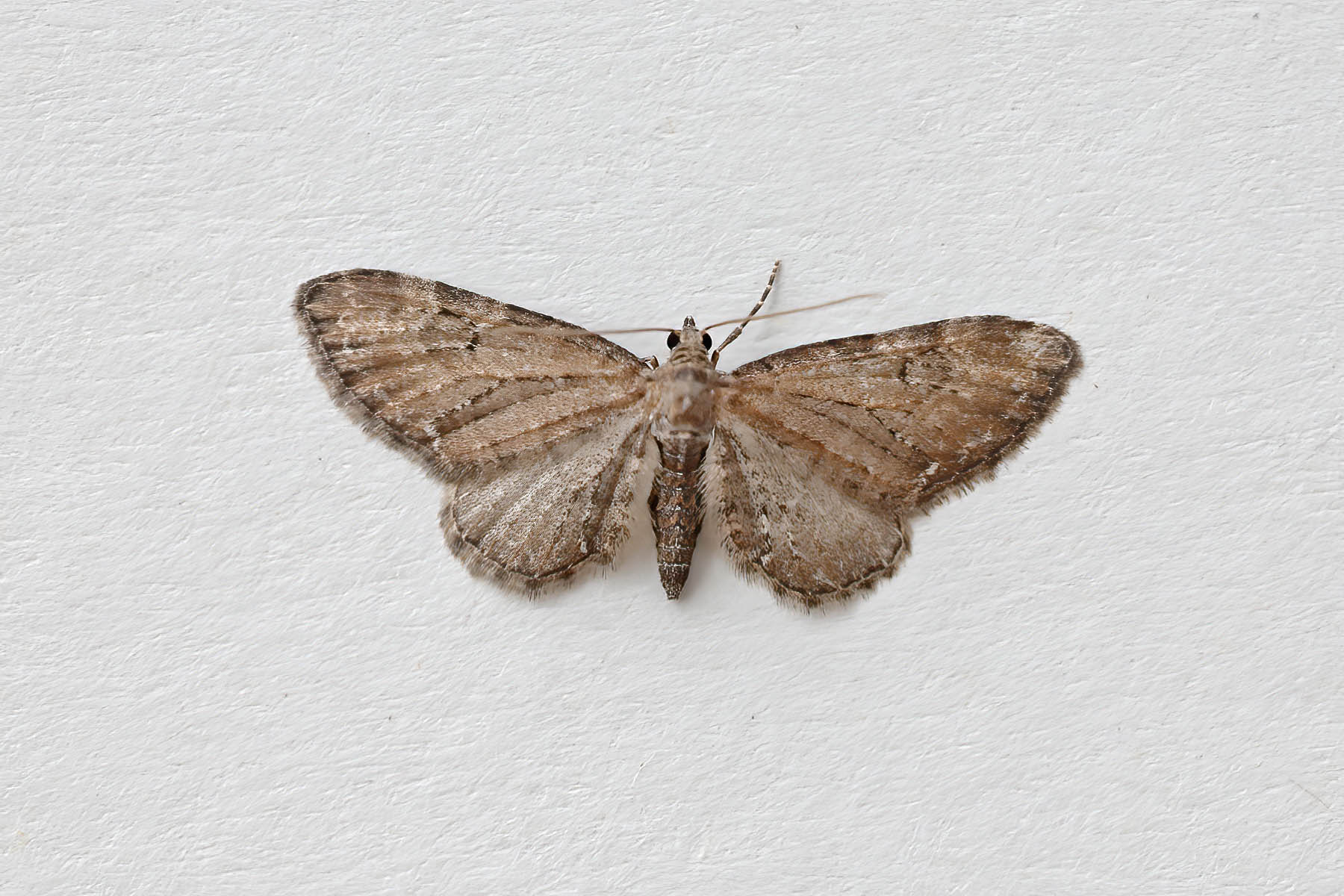 Common Pug - 16th April 2026 - Melbourne - Tony Davison