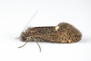 Eriocrania unimaculella - 8th April 2025 - Longdendale - Christian Heintzen