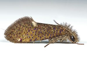 Eriocrania unimaculella - 8th April 2025 - Longdendale - Christian Heintzen