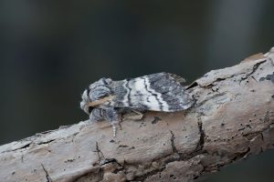 Lunar Marbled Brown - 2025 - Melbourne - Tony Davison