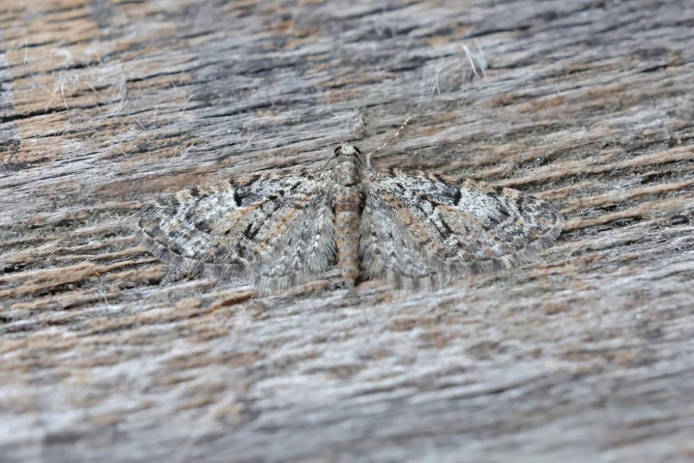 Oak-tree Pug - 7th April 2026 - Melbourne - Tony Davison