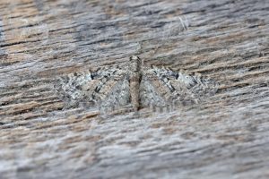 Oak-tree Pug - 7th April 2026 - Melbourne - Tony Davison