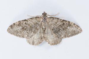 Striped Twin-spot Carpet - 20th May 2025 - Wildboar Clough, Longdendale - Christian Heintzen