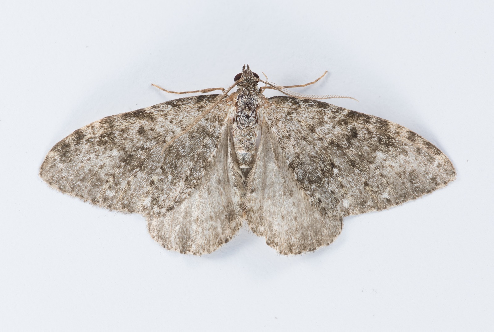 Striped Twin-spot Carpet - 20th May 2025 - Wildboar Clough, Longdendale - Christian Heintzen