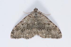 Striped Twin-spot Carpet - 20th May 2025 - Wildboar Clough, Longdendale - Christian Heintzen
