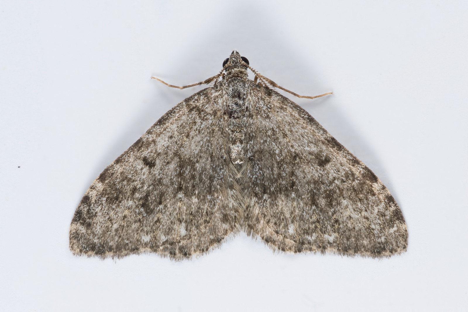 Striped Twin-spot Carpet - 20th May 2025 - Wildboar Clough, Longdendale - Christian Heintzen