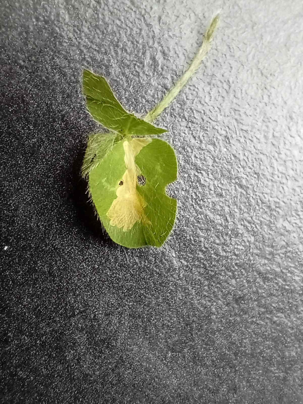 Parectopa-ononidis- Leaf Mine on Clover - 17th-April-2026-Hall-Lane-Pond-Mark-Radford