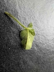 Parectopa-ononidis- Leaf Mine on Clover - 17th-April-2026-Hall-Lane-Pond-Mark-Radford