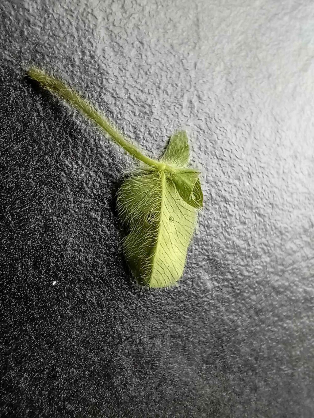 Parectopa-ononidis- Leaf Mine on Clover - 17th-April-2026-Hall-Lane-Pond-Mark-Radford