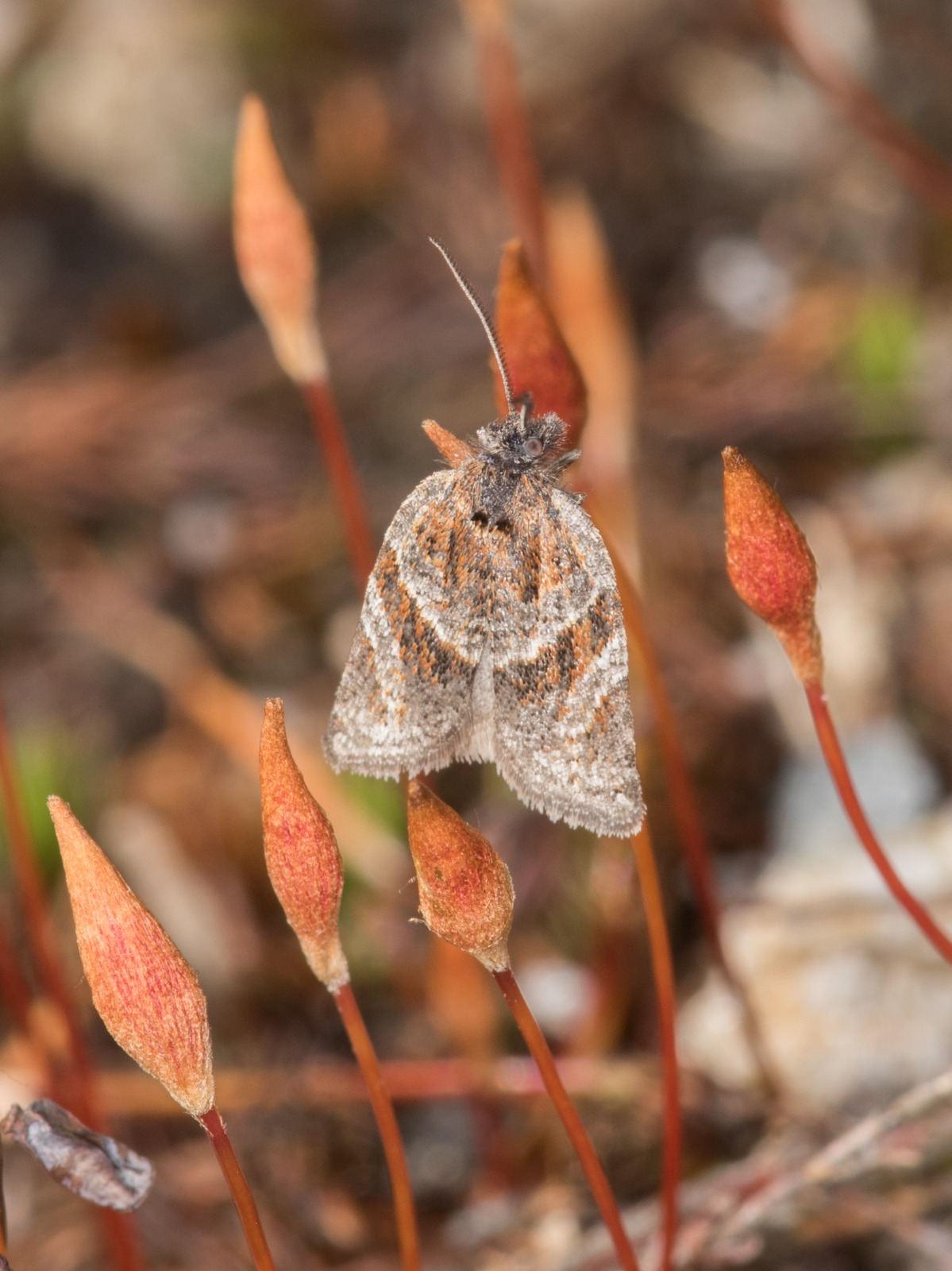 Philedonides lunana - 2nd April 2026 - Longdendale - Christian Heintzen