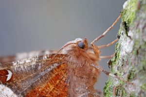 Purple Thorn - 16th April 2026 - Melbourne - Tony Davison