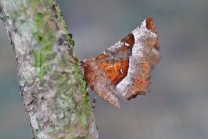 Purple Thorn - 16th April 2026 - Melbourne - Tony Davison