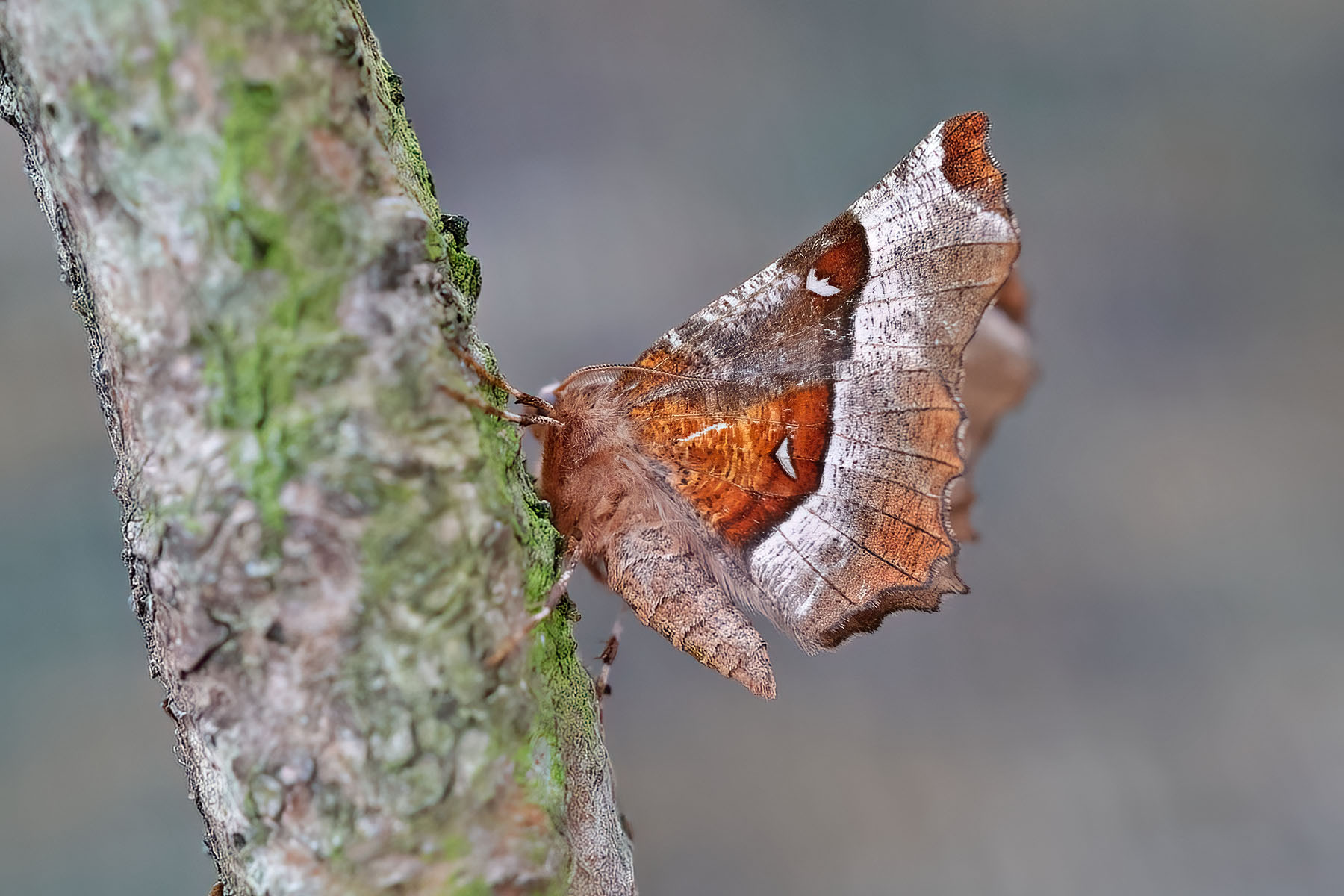 Purple Thorn - 16th April 2026 - Melbourne - Tony Davison