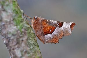 Purple Thorn - 16th April 2026 - Melbourne - Tony Davison