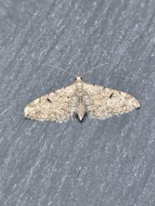Thyme Pug - 8th June 2025 - Cromford - Clive Ashton