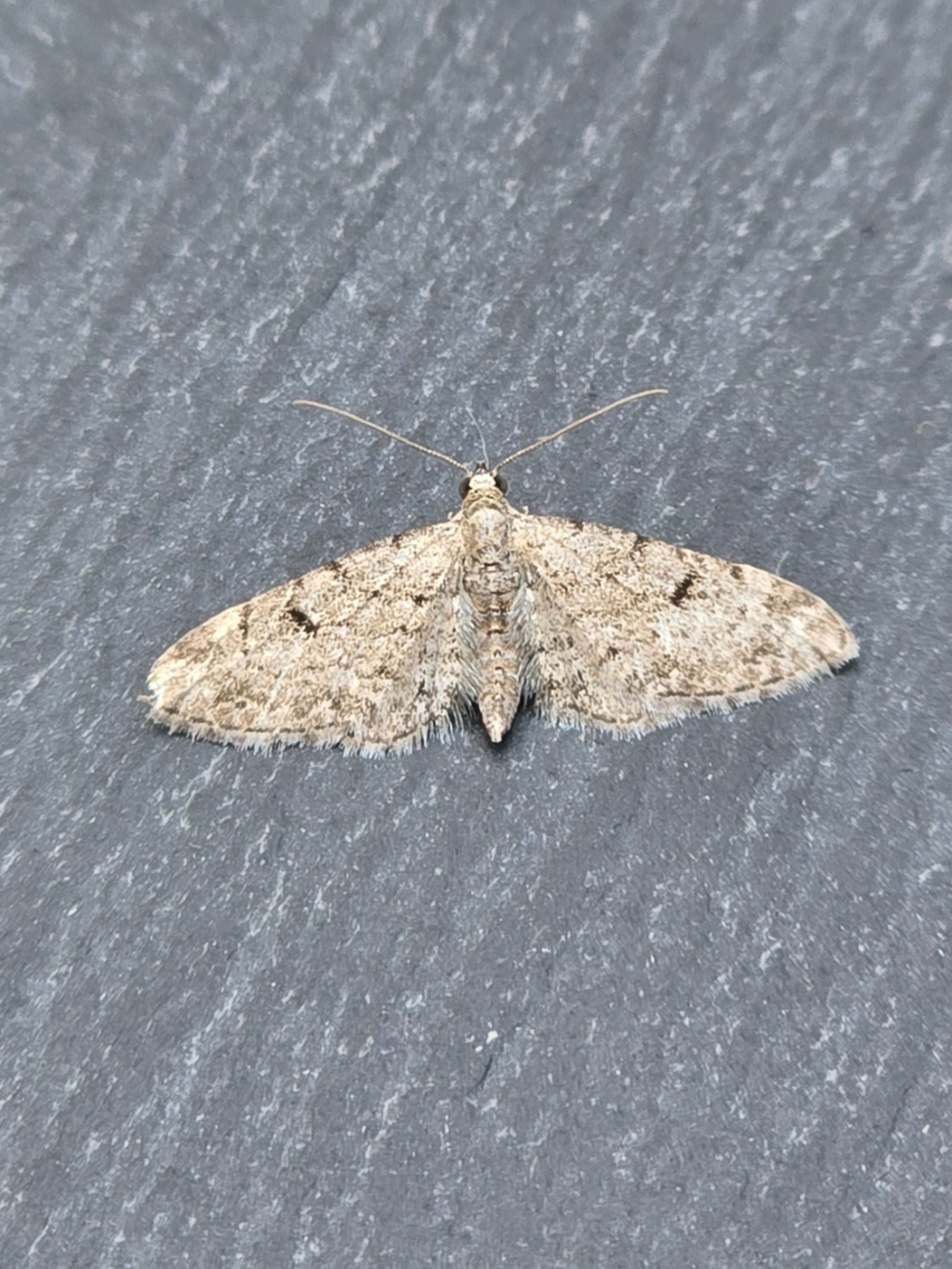 Thyme Pug - 8th June 2025 - Cromford - Clive Ashton