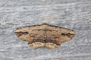 Waved Umber - 16th April 2026 - Melbourne - Tony Davison