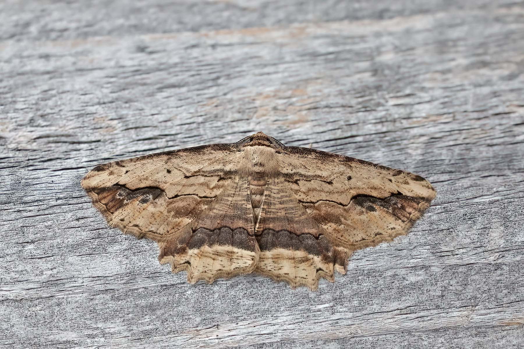 Waved Umber - 16th April 2026 - Melbourne - Tony Davison