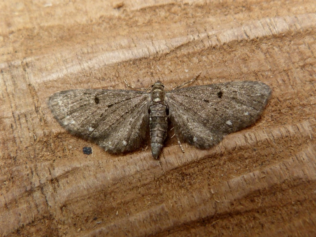 White-spotted Pug - 12th May 2024 - Belper - Dave Evans