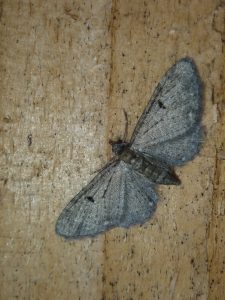 White-spotted Pug -2nd Aug 2018 - Birch Vale - Jane Hewitt
