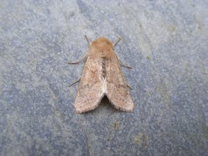Blossom Underwing - 31st march 2026 - Midway - M.Williams