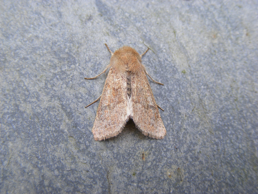 Blossom Underwing - 31st march 2026 - Midway - M.Williams