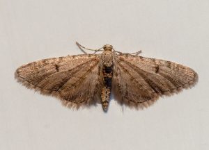 Ochreous Pug - 1st may 20-26 - Chellaston - Richard Pittam