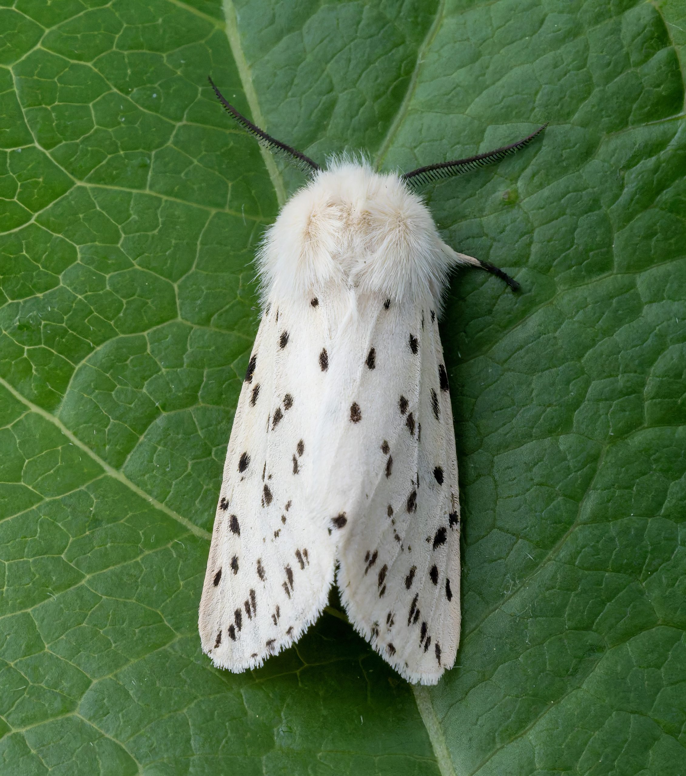 White Ermine - 17/5/2026 - Chellaston - Richard Pittam