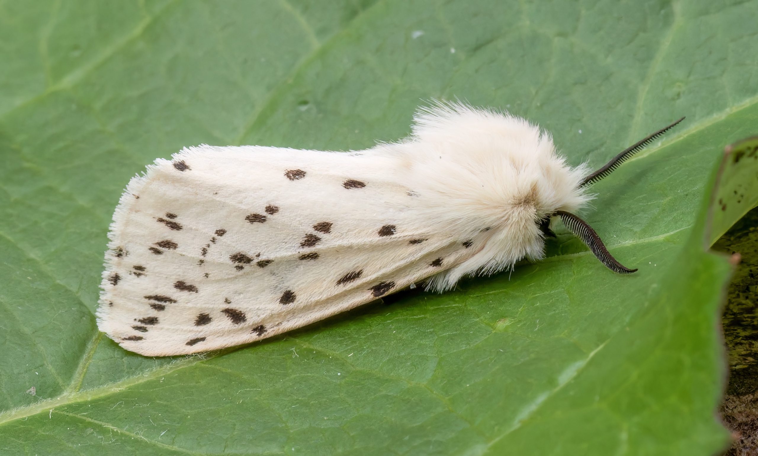 White Ermine - 17/5/2026 - Chellaston - Richard Pittam