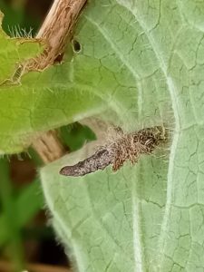 Coleophora lineolea - Larval case - 26th April 2026 - Markham Vale South Tip - Mark Radford