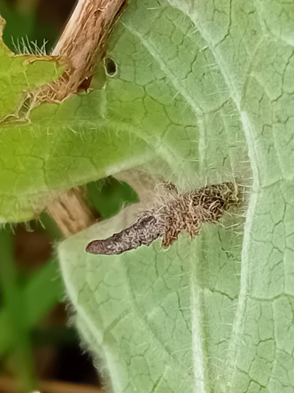 Coleophora lineolea - Larval case - 26th April 2026 - Markham Vale South Tip - Mark Radford