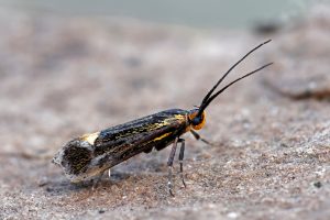 Esperia sulphurella - 25th April 2026 - Chaddesden - Martin Roome