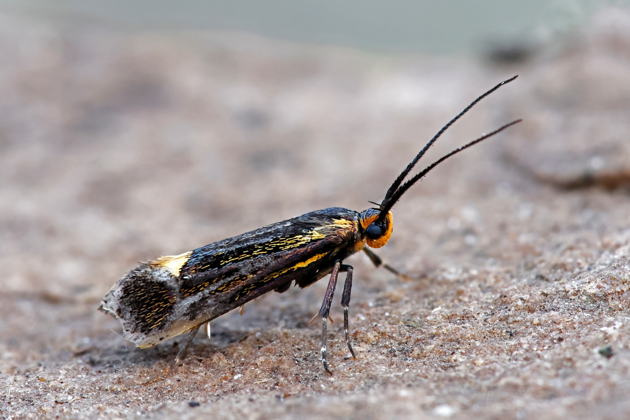 Esperia sulphurella - 25th April 2026 - Chaddesden - Martin Roome