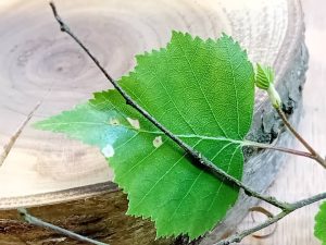 Coleophora milvipennis - Larval Case and feeding activity on Silver Birch - Poolsbrook Marsh, Markham Vale - Mark Radford