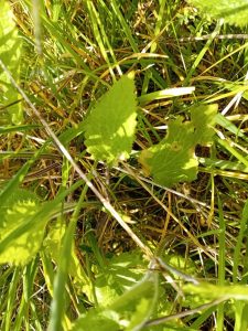 Coleophora lineolea - Feeding activity - 26th April 2026 - Markham Vale South Tip - Mark Radford