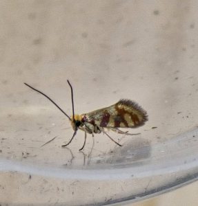 Micropterix tunbergella - 30th April 2026 - Via Gellia - Clive Ashton