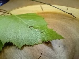 Coleophora milvipennis - Larval Case and feeding activity on Silver Birch - Poolsbrook Marsh, Markham Vale - Mark Radford