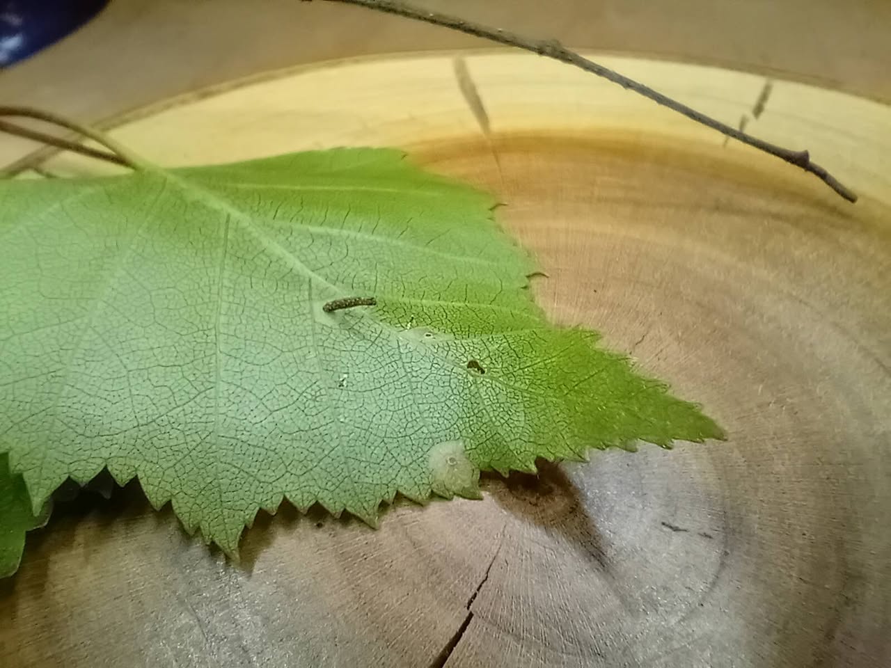 Coleophora milvipennis - Larval Case and feeding activity on Silver Birch - Poolsbrook Marsh, Markham Vale - Mark Radford