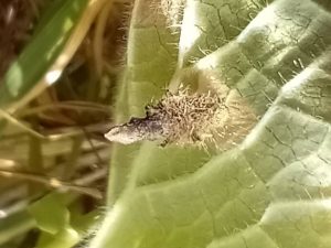 Coleophora lineolea - Larval case - 26th April 2026 - Markham Vale South Tip - Mark Radford