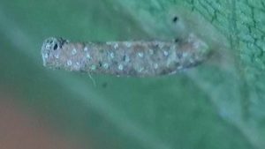 Coleophora milvipennis - Larval Case and feeding activity on Silver Birch - Poolsbrook Marsh, Markham Vale - Mark Radford