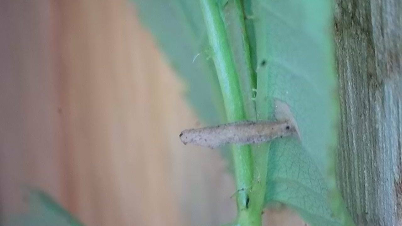 Coleophora gryphipennella - Larval case - 4th May 2026 - On Dog Rose - Markham Vale South Tip - Mark Radford